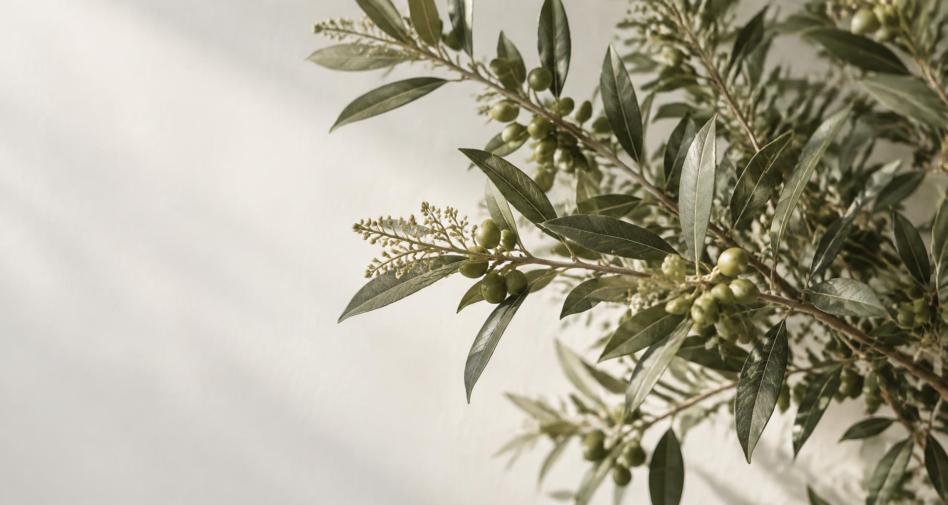 Olive foliage in soft natural daylight